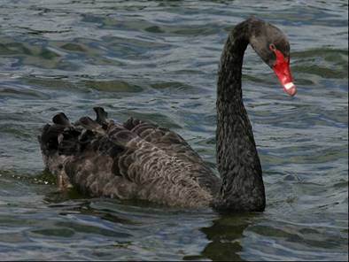 Unforeseen Black Swan Produces Challenges