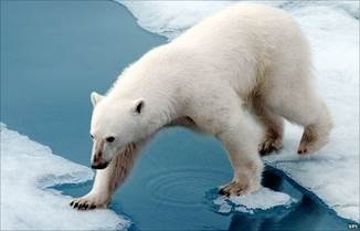 Is The Polar Bear Really Endangered?