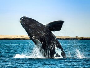 A whale jumping out of the water Description automatically generated