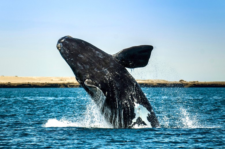 A whale jumping out of the water Description automatically generated